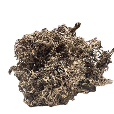 DAGAD FULL (PARMOTREMA )