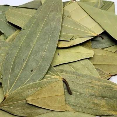 TAJ PAN (CINNAMON LEAF)