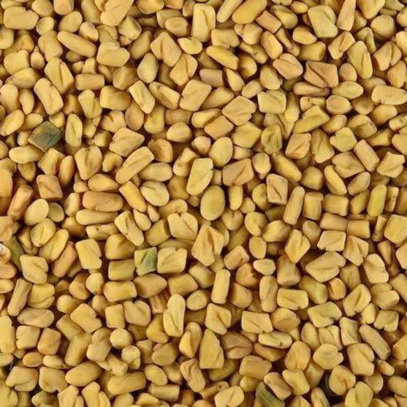 METHI (FENUGREEK)